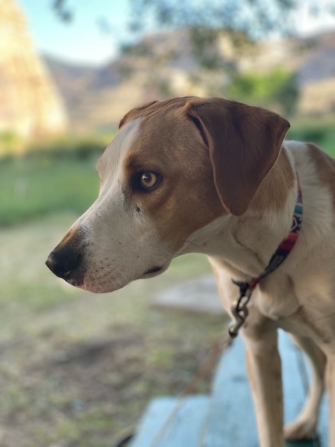 Spencer