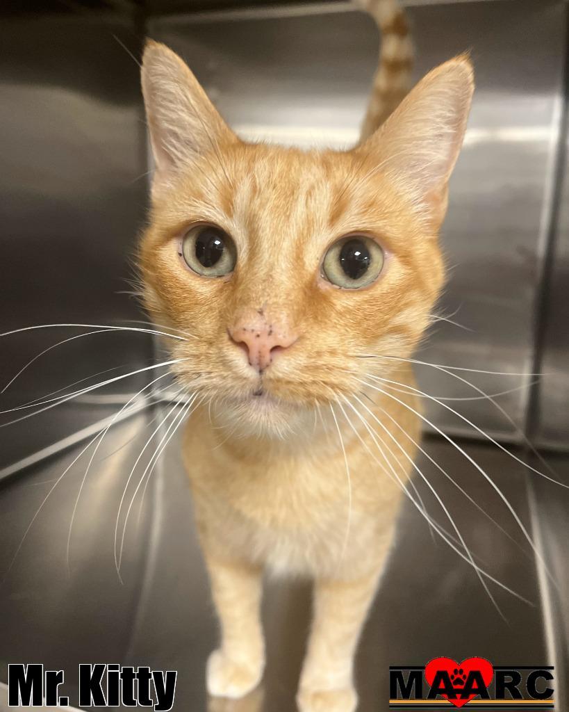 Mr. Kitty
