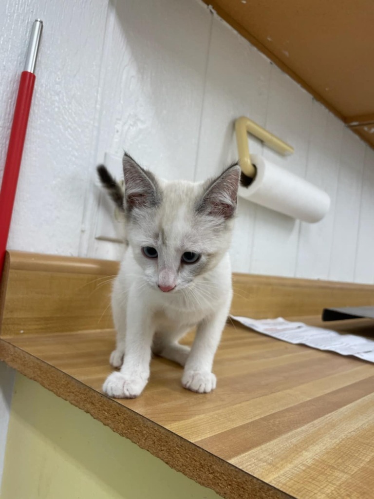 Seraphina, an adoptable Siamese in Fort Stockton, TX, 79735 | Photo Image 1