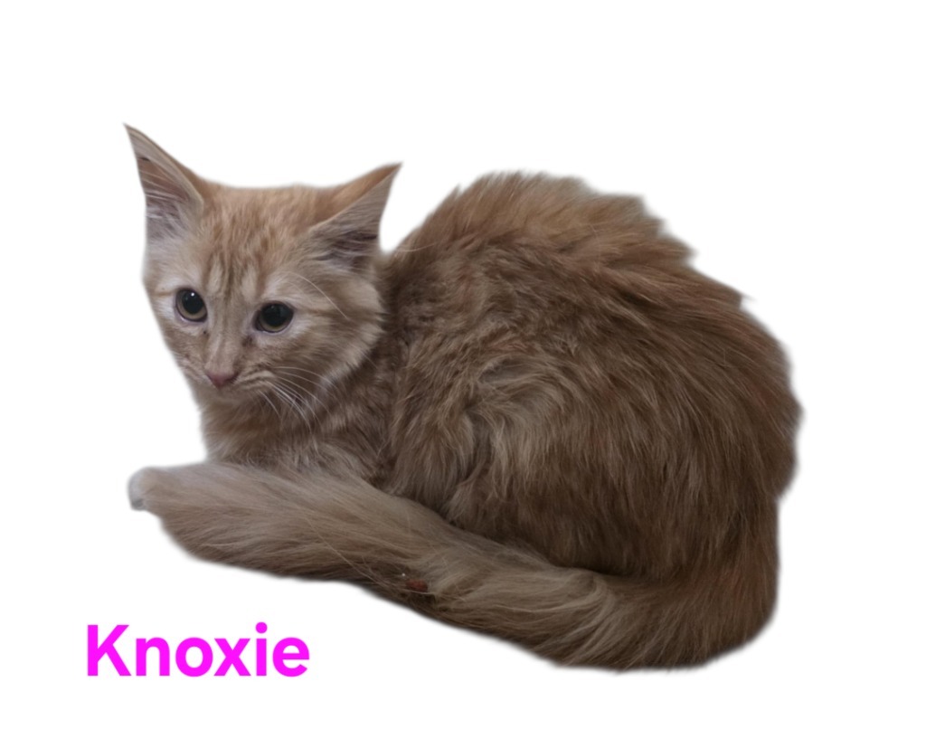 Knoxie, an adoptable Domestic Medium Hair in Fort Stockton, TX, 79735 | Photo Image 1
