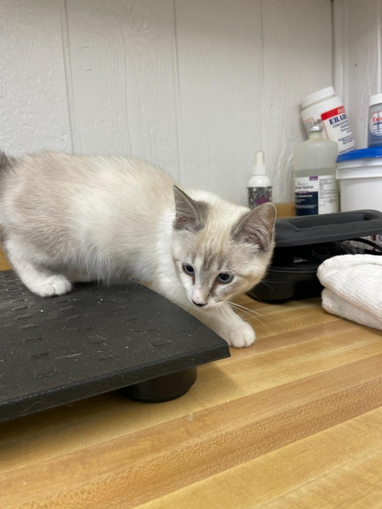 Luciana, an adoptable Siamese in Fort Stockton, TX, 79735 | Photo Image 1