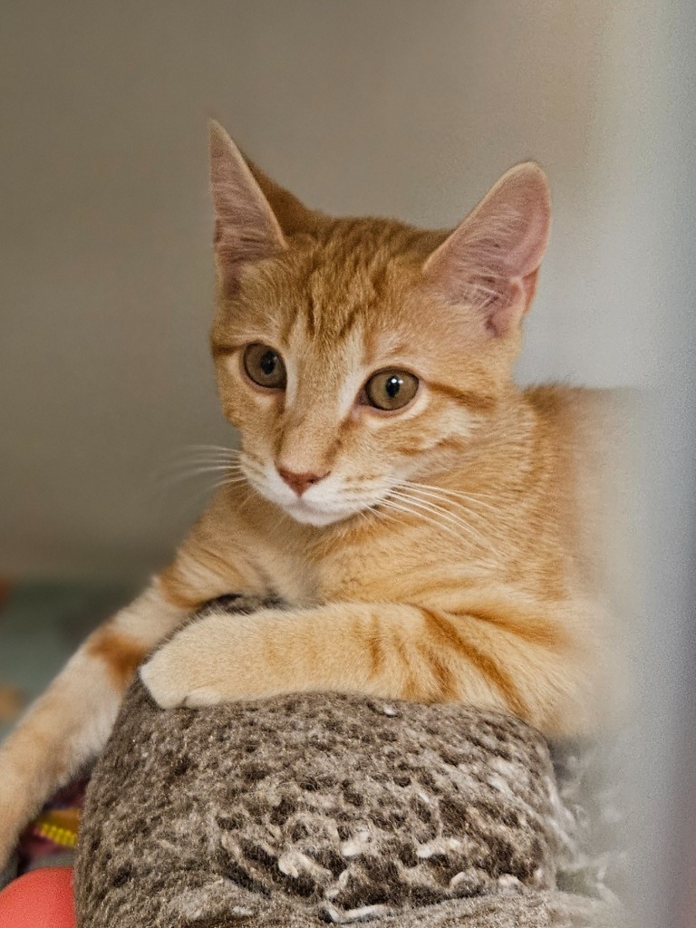 Truffle (ridgeland)