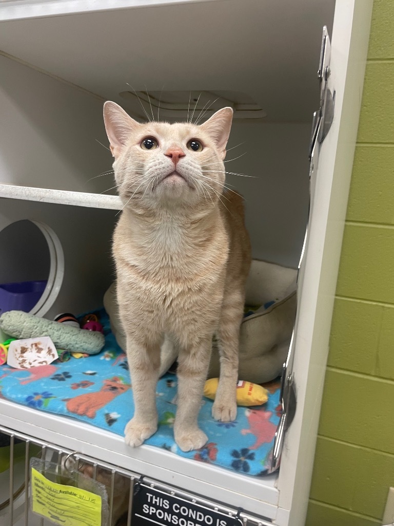 Cookie (Old Gray Station)