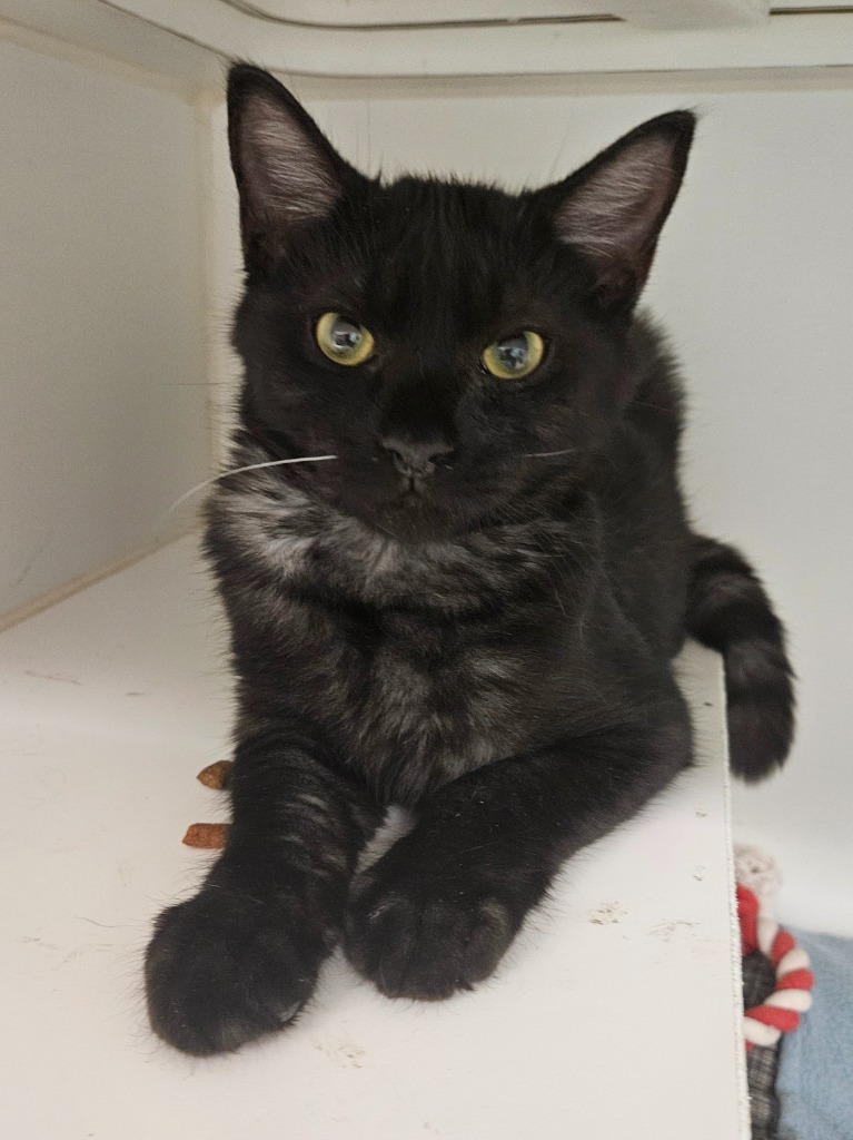 Damian (Presswood Ct)