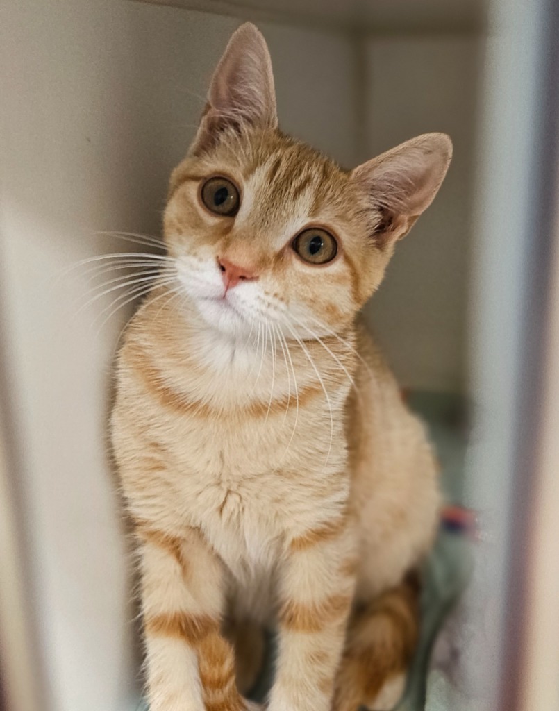 Sable (ridgeland)