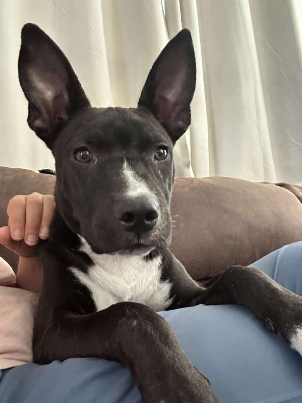 Bruce
