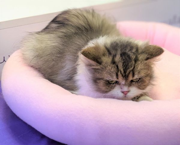 Eloise thumbnail 3