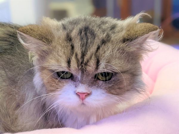 Eloise thumbnail 4