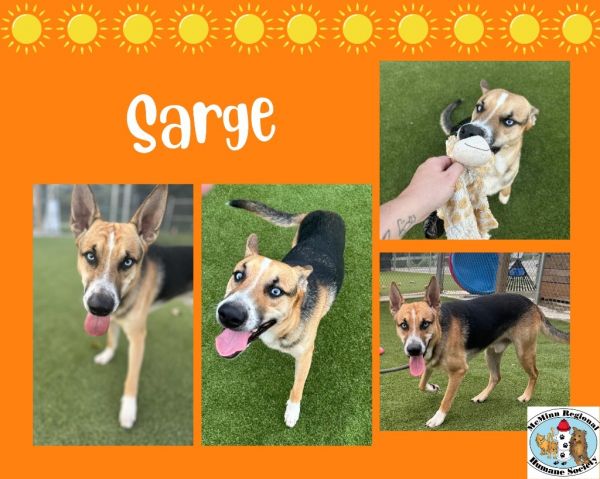Sarge photo 1