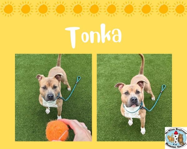 Tonka thumbnail 3