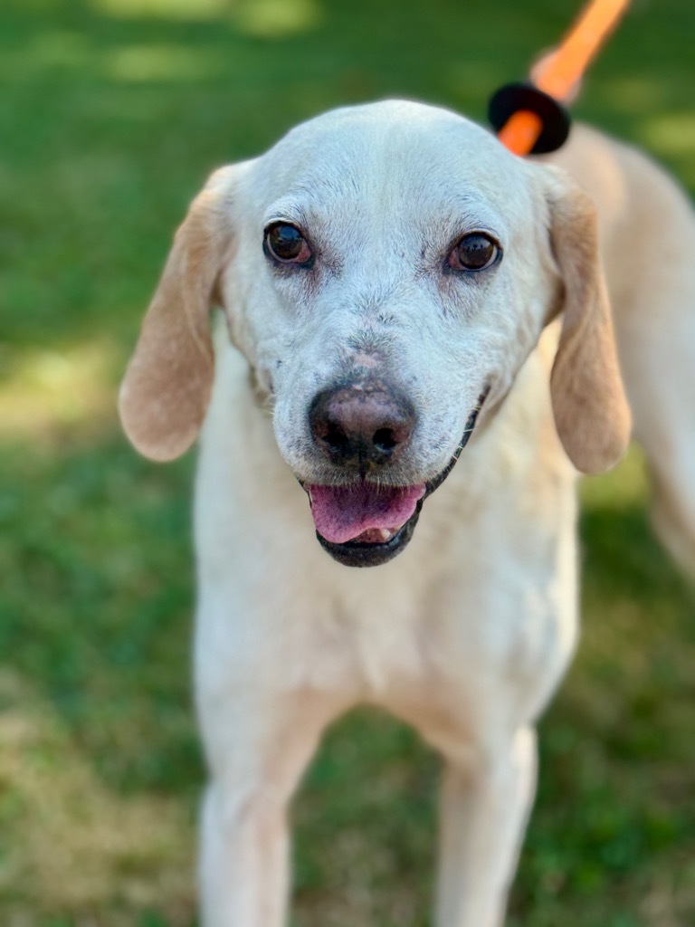 Old Yeller