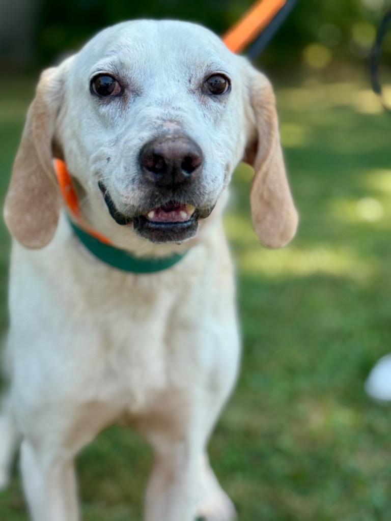 Old Yeller
