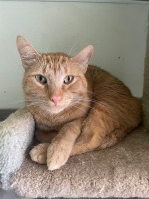 Pooter, Adult Male unknown