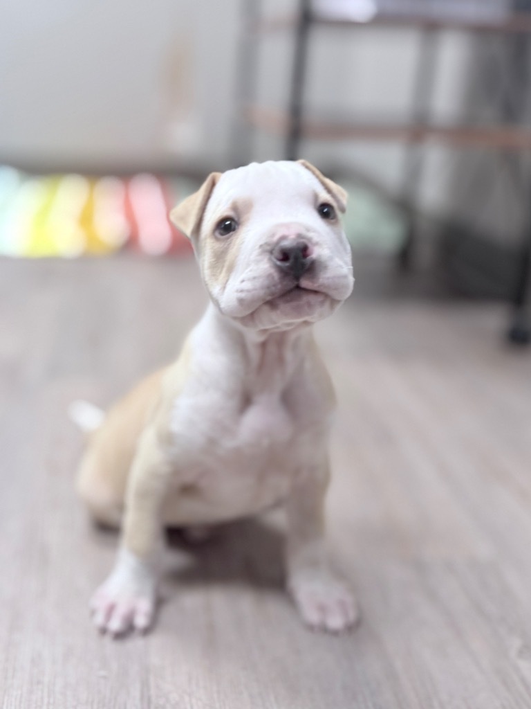 Bubba (foster)