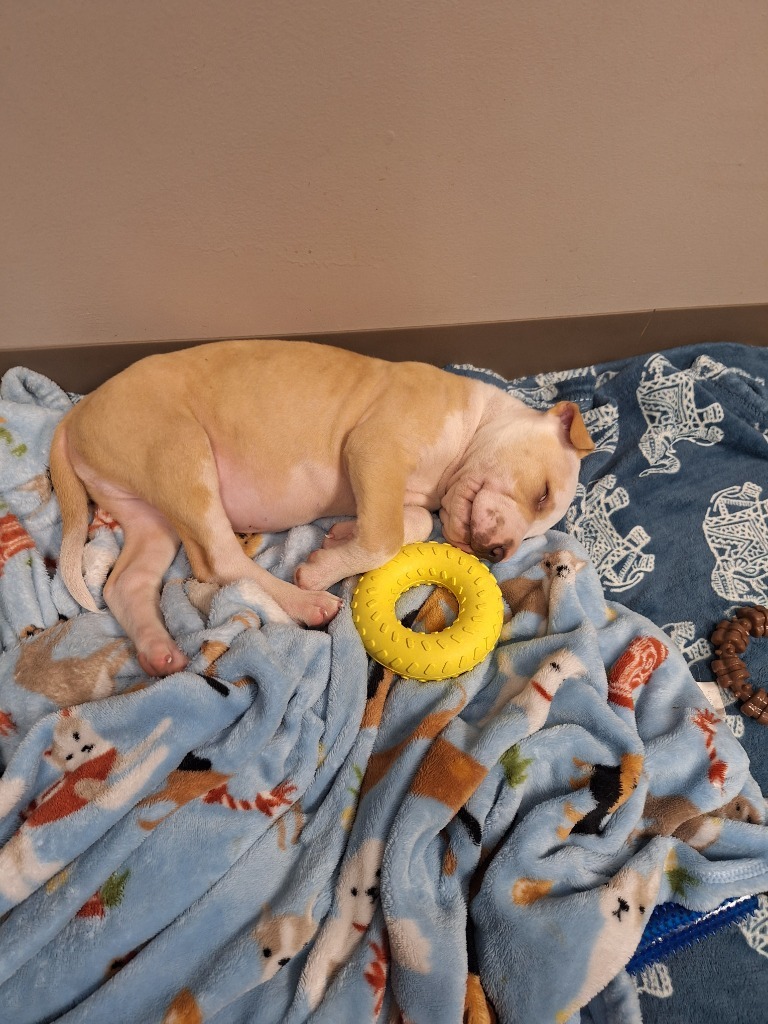 Bubba (foster)