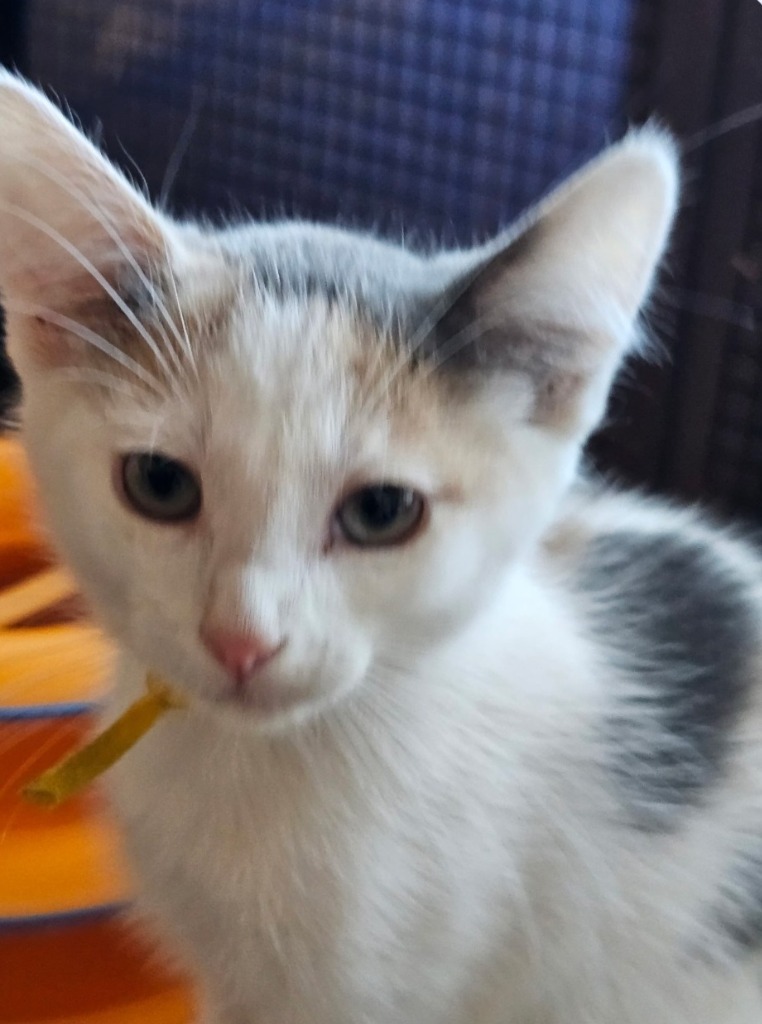 Fi