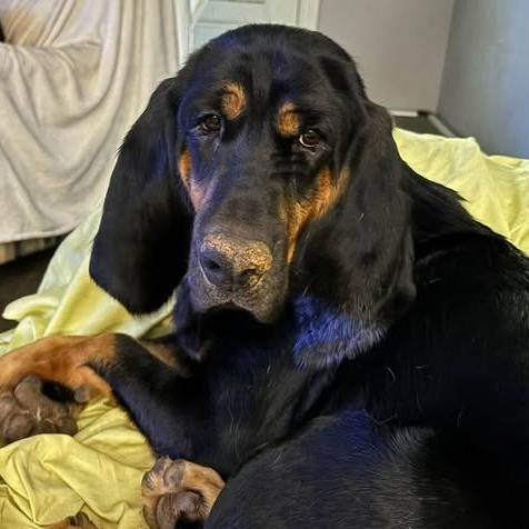 Idgy, an adoptable Bloodhound in Hackett, AR, 72937 | Photo Image 2