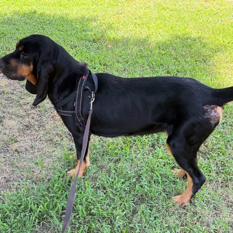 Idgy, an adoptable Bloodhound in Hackett, AR, 72937 | Photo Image 3