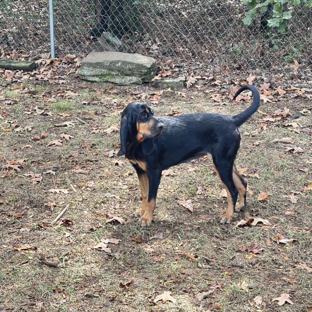 Idgy, an adoptable Bloodhound in Hackett, AR, 72937 | Photo Image 4