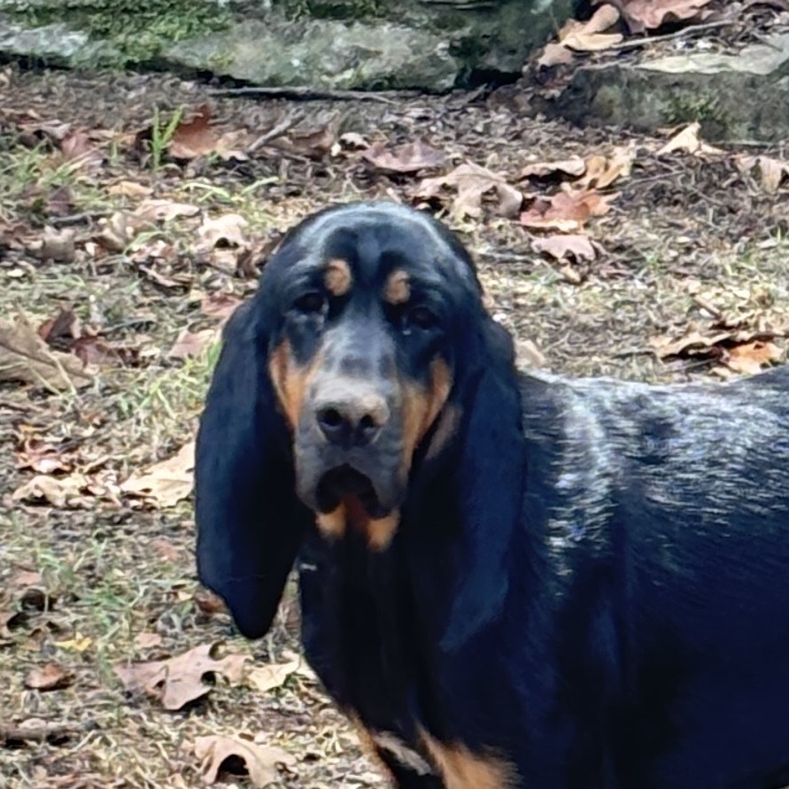 Idgy, an adoptable Bloodhound in Hackett, AR, 72937 | Photo Image 5