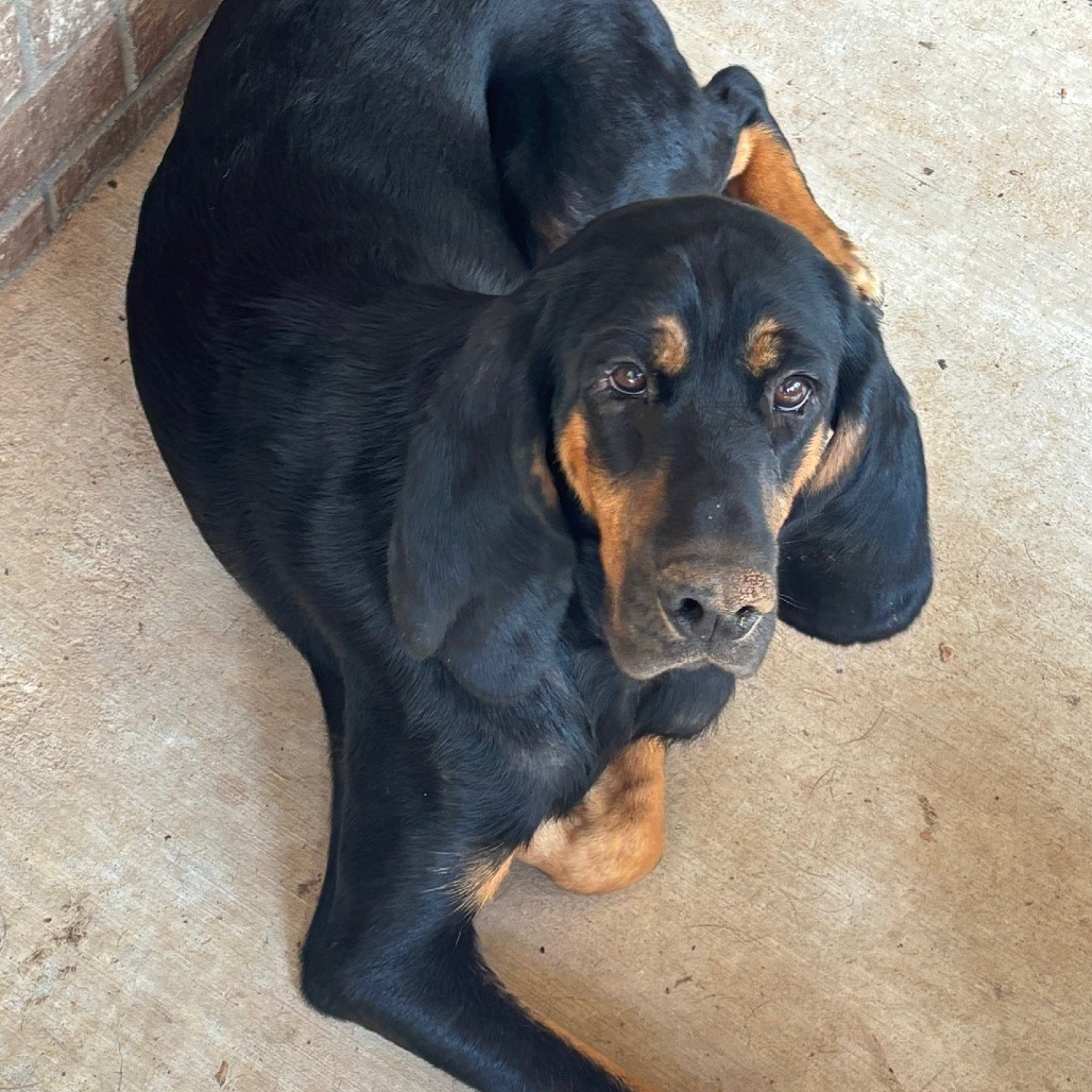Idgy, an adoptable Bloodhound in Hackett, AR, 72937 | Photo Image 6