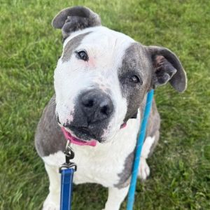 Iggy (fka Itchy), Senior Female unknown