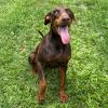 Twix (COH-A-64727) photo 1