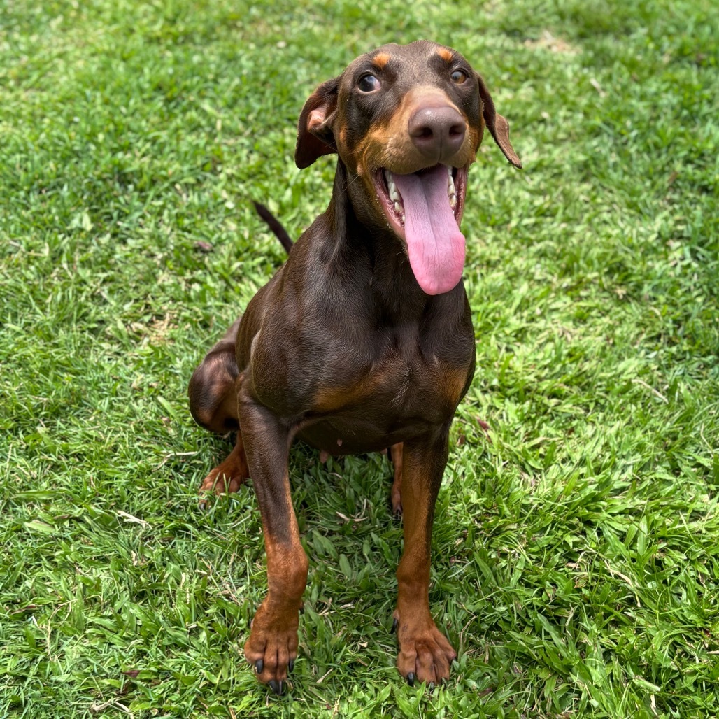Twix (COH-A-64727), an adoptable Doberman Pinscher in Keaau, HI, 96749 | Photo Image 1