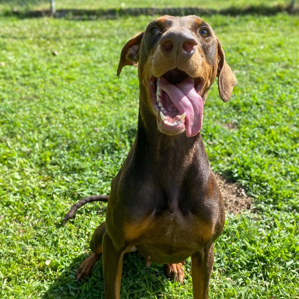 Twix (COH-A-64727), an adoptable Doberman Pinscher in Keaau, HI, 96749 | Photo Image 2