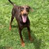 Twix (COH-A-64727) photo 3