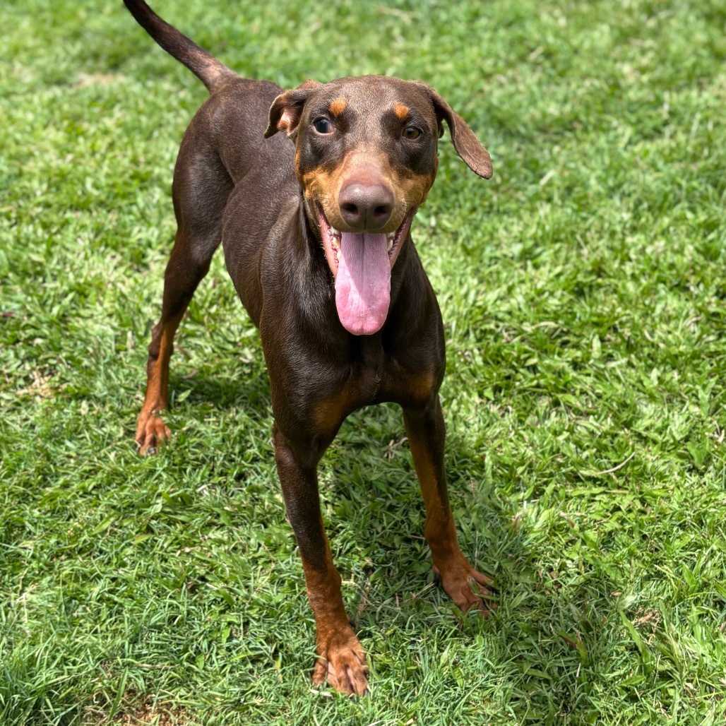 Twix (COH-A-64727), an adoptable Doberman Pinscher in Keaau, HI, 96749 | Photo Image 3