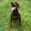 Twix (COH-A-64727) photo 4