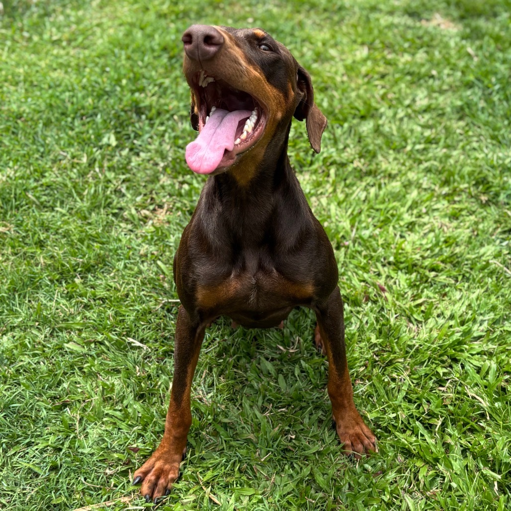 Twix (COH-A-64727), an adoptable Doberman Pinscher in Keaau, HI, 96749 | Photo Image 4