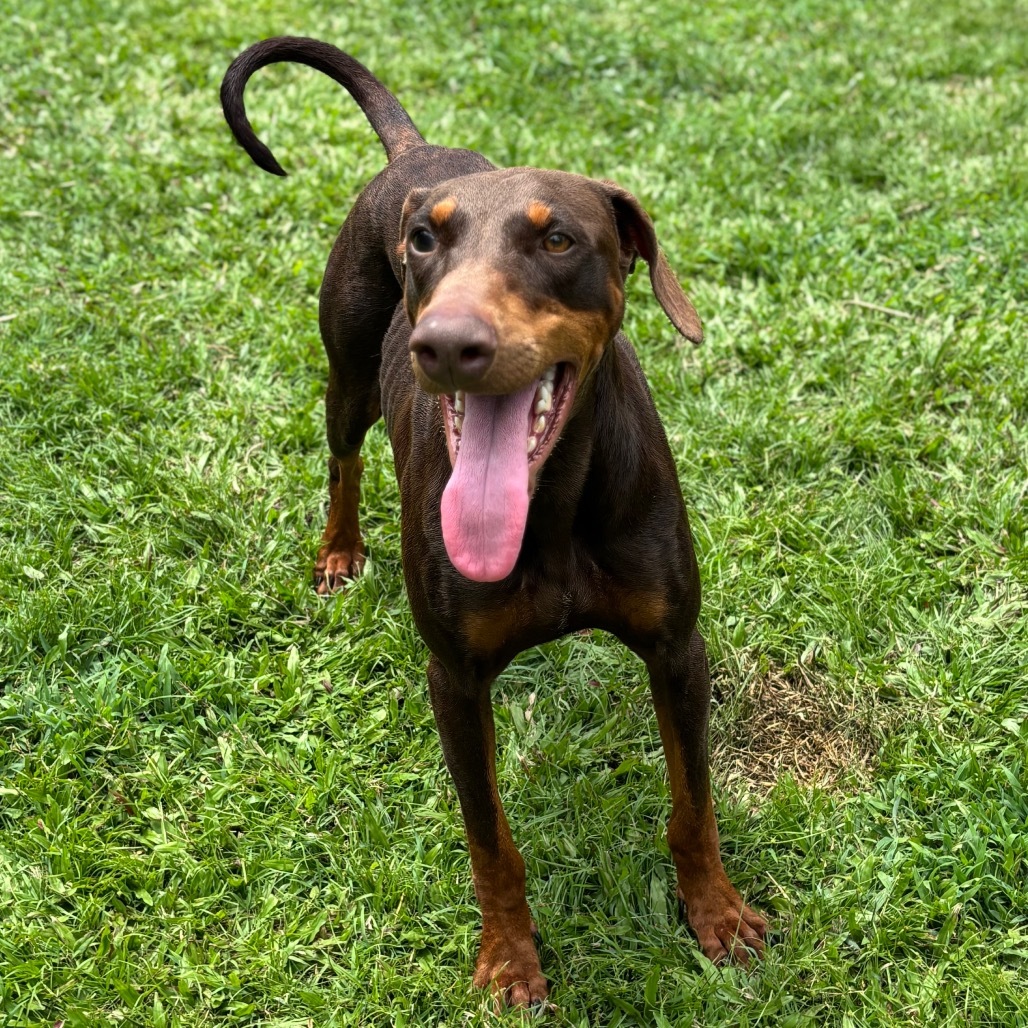 Twix (COH-A-64727), an adoptable Doberman Pinscher in Keaau, HI, 96749 | Photo Image 5