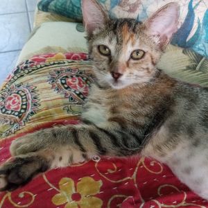 Isadora, Baby Female unknown