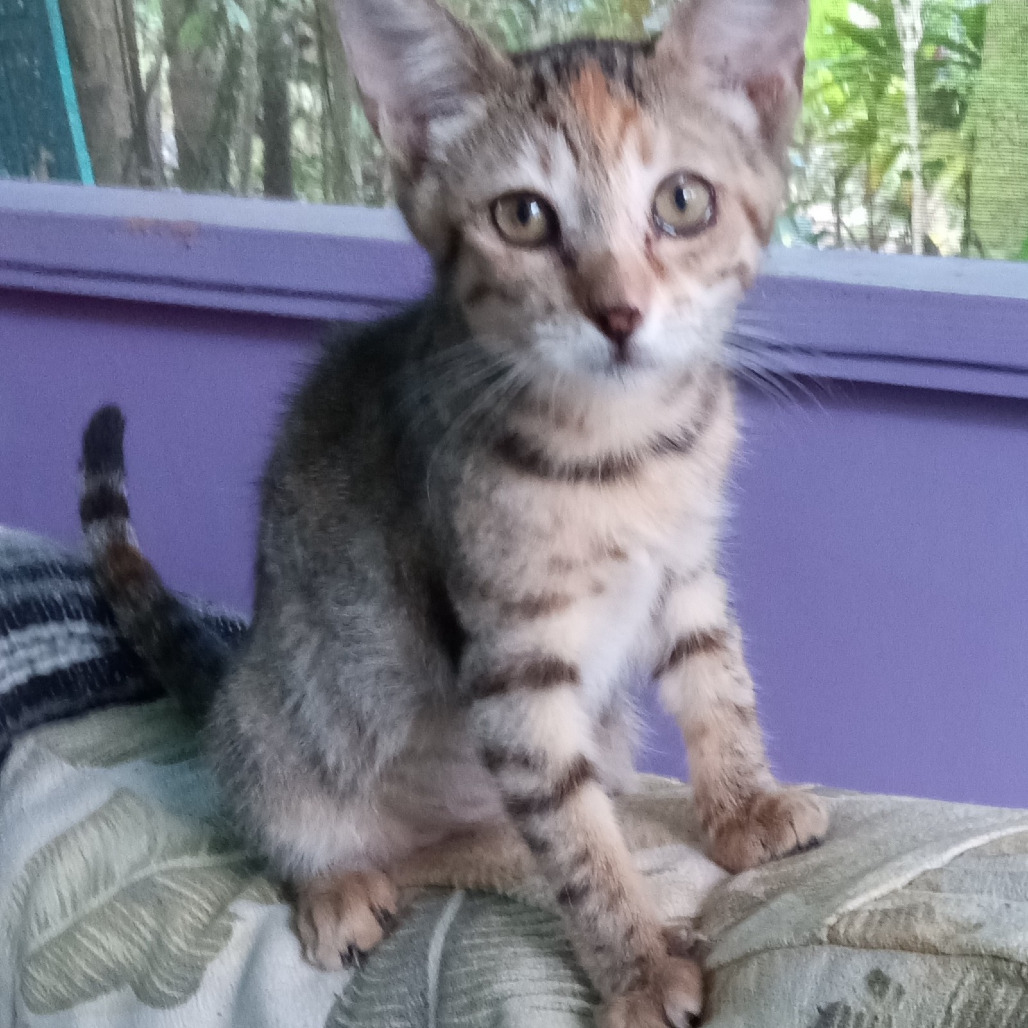 Isadora