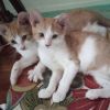 KITTY LEFOOT COH-A-64078 photo 1