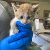 KITTY LEFOOT COH-A-64078 photo 2