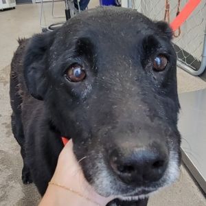Max, Senior Male unknown