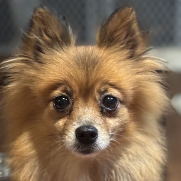 Gidget