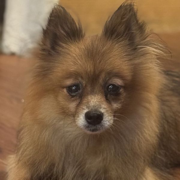 Gidget thumbnail 2