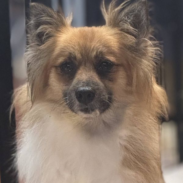 Coco Chanel thumbnail 3