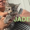 Jade photo 2