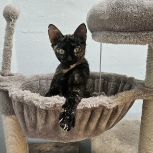 Greta, Adult Female unknown