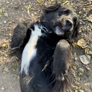 Maggie, Adult Female unknown