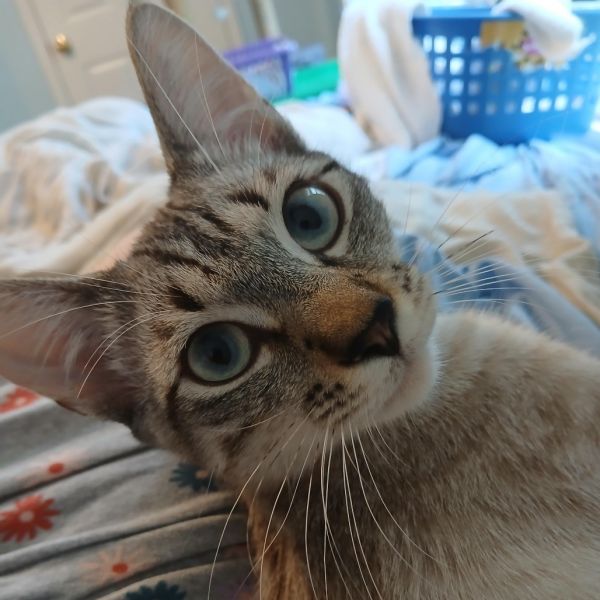 Simba thumbnail 2