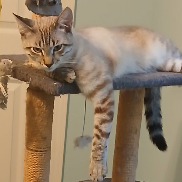 Simba thumbnail 3