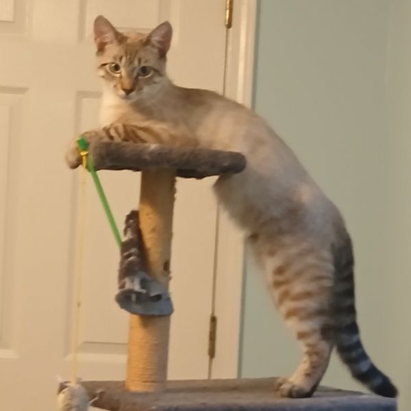 Simba thumbnail 4