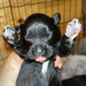Gazpacho, Baby Male unknown