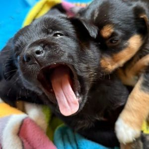 Chowder, Baby Female unknown